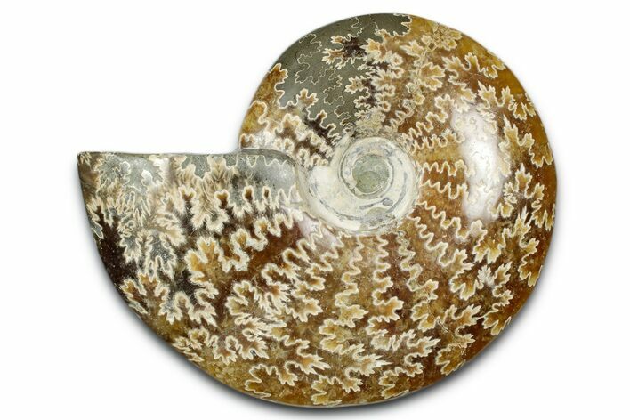 Polished Ammonite (Cleoniceras) Fossil - Madagascar #344286